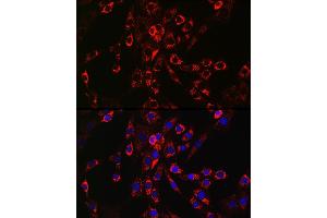 Immunofluorescence analysis of NIH/3T3 cells using HB-EGF Rabbit pAb (ABIN6130449, ABIN6141644, ABIN6141645 and ABIN6218793) at dilution of 1:150 (40x lens). (HBEGF antibody  (AA 20-160))