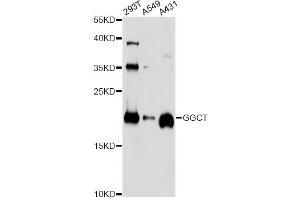 Western blot analysis of extracts of various cell lines, using GGCT antibody (ABIN5972861) at 1/1000 dilution. (GGCT antibody)