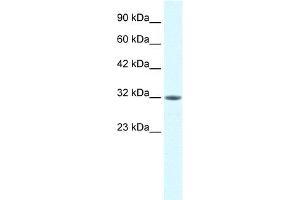 MORF4L2 antibody  (N-Term)