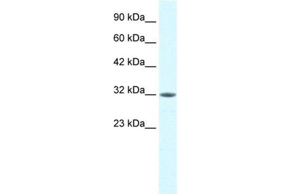 MORF4L2 antibody  (N-Term)