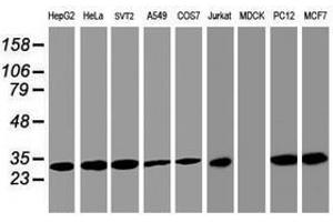Image no. 3 for anti-Proteasome Subunit alpha 4 (PSMA4) antibody (ABIN1500459) (PSMA4 antibody)