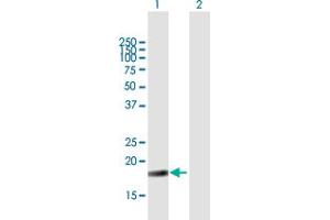 NIP7 antibody  (AA 1-180)