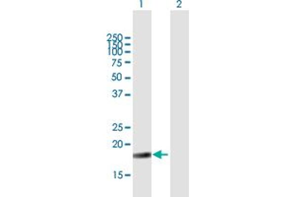 NIP7 antibody  (AA 1-180)