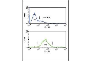 SRD5A3 Antibody (C-term) (ABIN651469 and ABIN2840258) flow cytometric analysis of K562 cells (bottom histogram) compared to a negative control cell (top histogram). (SRD5A3 antibody  (C-Term))