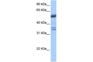 Western Blotting (WB) image for anti-Coilin (COIL) antibody (ABIN2463583) (Coilin antibody)