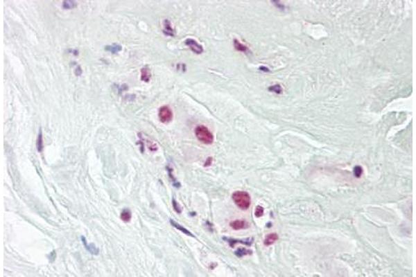 DPPA4 antibody  (AA 1-50)
