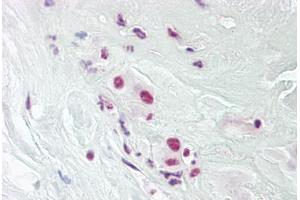 Anti-DPPA4 antibody IHC staining of human placenta. (DPPA4 antibody  (AA 1-50))