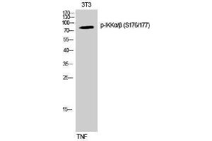 Western Blotting (WB) image for anti-IKK-alpha /IKK-beta (pSer176), (pSer177) antibody (ABIN3182040) (IKK-alpha /IKK-beta antibody  (pSer176, pSer177))