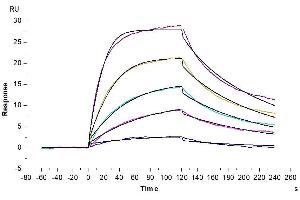 Human BAFF Trimer, His-Flag Tag captured on CM5 Chip via Anti-His Antibody can bind Mouse BCMA, hFc Tag with an affinity constant of 2. (BCMA Protein (AA 1-49) (Fc Tag))