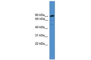 WB Suggested Anti-ARMC8 Antibody Titration: 0. (ARMC8 antibody  (N-Term))