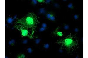 Anti-C1orf50 mouse monoclonal antibody (ABIN2454602) immunofluorescent staining of COS7 cells transiently transfected by pCMV6-ENTRY C1orf50 (RC200134). (C1ORF50 antibody)