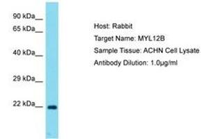 Image no. 1 for anti-Myosin, Light Chain 12B, Regulatory (MYL12B) (AA 92-141) antibody (ABIN6750739) (MYL12B antibody  (AA 92-141))