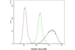 Flow cytometry testing of human HeLa cells with AQP3 antibody at 1ug/10^6 cells (blocked with goat sera)
