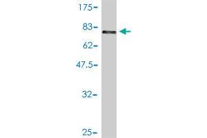 Western Blot detection against Immunogen (71. (DNAJA2 antibody  (AA 1-412))