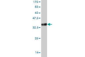 Western Blot detection against Immunogen (34. (HAND2 antibody  (AA 135-216))