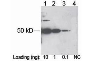 Lane 1-3: DDDDK tag fusion protein in E. (DDDDK Tag antibody)