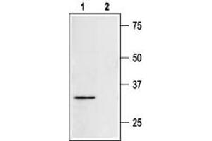 Western blot anlysis of rat heart lysate: - 1. (Syntaxin 4 antibody  (Intracellular, N-Term))