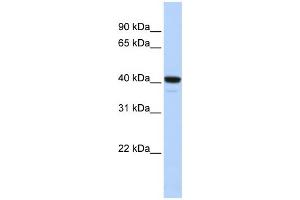 WB Suggested Anti-FOXI1 Antibody Titration:  0. (FOXI1 antibody  (N-Term))