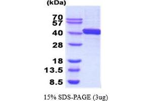 SDS-PAGE (SDS) image for DnaJ (Hsp40) Homolog, Subfamily B, Member 6 (DNAJB6) (AA 1-376) protein (ABIN666829) (DNAJB6 Protein (AA 1-376))