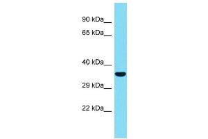 Host: Rabbit Target Name: C1QL2 Sample Type: Fetal Heart lysates Antibody Dilution: 1. (C1QL2 antibody  (Middle Region))