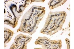 Anti- EIF6 Picoband antibody,IHC(P) IHC(P): Mouse Intestine Tissue (EIF6 antibody  (AA 66-210))