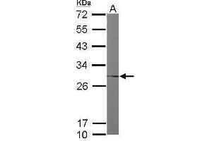 WB Image Sample (50 ug of whole cell lysate) A: Mouse brain 12% SDS PAGE antibody diluted at 1:1000 (FKBP3 antibody  (Center))