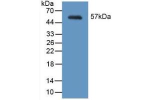 Western blot analysis of recombinant Mouse MYH2. (MYH2 antibody  (AA 1238-1472))