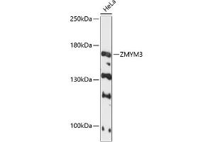 Western blot analysis of extracts of HeLa cells, using ZMYM3 antibody (ABIN6128940, ABIN6150453, ABIN6150454 and ABIN6216809) at 1:3000 dilution. (ZMYM3 antibody  (AA 140-300))