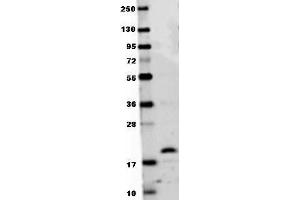 Anti-mouse RANKL antibody in western blot shows detection of recombinant mouse RANKL raised in E. (RANKL antibody  (AA 143-316))