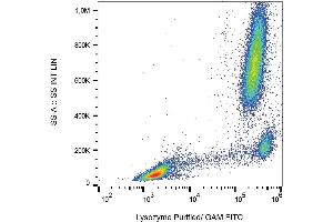 Intracellular staining of lysozyme in human peripheral blood with anti-lysozyme (LZ598-10G9) purified, GAM-FITC. (LYZ antibody)