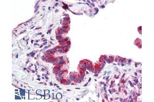 ABIN5539809 (3. (MICU1 antibody  (AA 113-126))