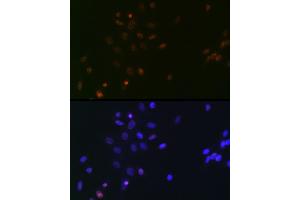 Immunofluorescence analysis of NIH/3T3 cells using SUPT5H/SPT5 Rabbit mAb (ABIN7270878) at dilution of 1:100 (40x lens). (SUPT5H antibody)