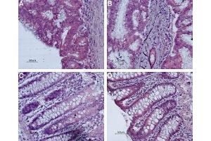 Expression of Bombesin receptor 2 in human colon - Immunohistochemical staining of paraffin-embedded human colon using Anti-Bombesin Receptor 2 (GRPR) (extracellular) Antibody (ABIN7043210 and ABIN7043937), (1:50). (GRPR antibody  (3rd Extracellular Loop))