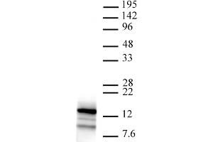 Htz1 pAb tested by Western blot. (Htz1 / Histone H2A.Z antibody)