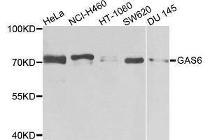 Western blot analysis of extracts of various cells, using GAS6 antibody. (GAS6 antibody)