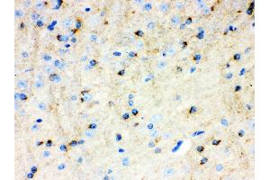 Anti- APLP1 Picoband antibody,IHC(P) IHC(P): Mouse Brain Tissue (APLP1 antibody  (N-Term))