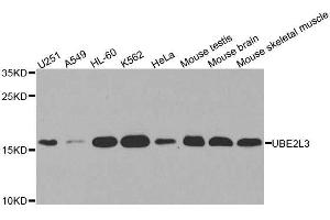 Western blot analysis of extracts of various cell lines, using UBE2L3 antibody. (UBE2L3 antibody  (AA 73-212))