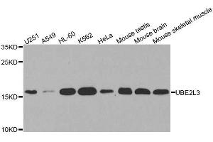 Western blot analysis of extracts of various cell lines, using UBE2L3 antibody.