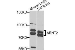 Western blot analysis of extracts of various cells, using ARNT2 antibody. (ARNT2 antibody)