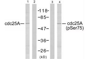 Western blot analysis of extracts from A2780 cells using cdc25A (Ab-75) antibody (E021163, Lane 1 and 2) and cdc25A (phospho-Ser75) antibody (E011138, Lane 3 and 4). (CDC25A antibody)