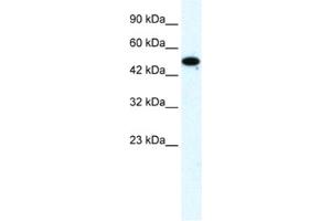 Western Blotting (WB) image for anti-Zinc Finger Protein 778 (ZNF778) antibody (ABIN2461329)