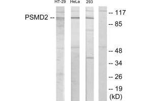 Western blot analysis of extracts from HT-29 cells, HeLa cells and 293 cells, using PSMD2 antibody. (PSMD2 antibody  (N-Term))