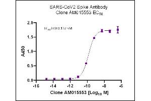 AbFlex SARS-CoV-2 Spike Antibody (rAb) (AM015553) tested by ELISA using SARS Spike protein ECD. (Recombinant SARS-CoV-2 Spike antibody)