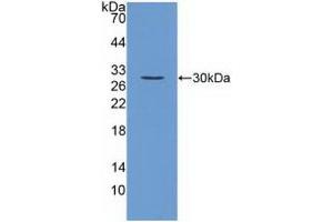 Detection of Recombinant FGF23, Mouse using Polyclonal Antibody to Fibroblast Growth Factor 23 (FGF23) (FGF23 antibody  (AA 25-251))