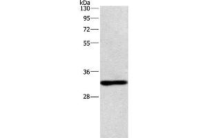 Western Blot analysis of Mouse kindey tissue using NAPSA Polyclonal Antibody at dilution of 1:500