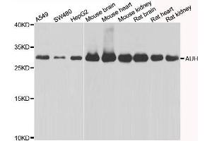 Western blot analysis of extracts of various cell lines, using AUH antibody. (AUH antibody  (AA 68-339))
