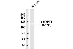 Rat BRL-3A lysates probed with p-MYPT1(Thr696) Polyclonal Antibody, Unconjugated  at 1:300 dilution and 4˚C overnight incubation.