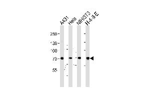 Western blot analysis of lysates from A431,Hela,mouse NIH/3T3, rat H-4-II-E cell line (from left to right),using HS Antibody (N-term) (ABIN650754 and ABIN2839488).