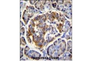 C Antibody (N-term) (ABIN655105 and ABIN2844737) immunohistochemistry analysis in formalin fixed and paraffin embedded human pancreas tissue followed by peroxidase conjugation of the secondary antibody and DAB staining. (C12ORF29 antibody  (N-Term))