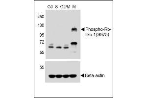 All lanes : Anti-Phospho-Rb-like-1 Antibody (upper) at 1:250 dilution + Hela whole cell lysates, Beta-actin (lower) Lane 1: G0-phase(serum-deprived 24h) Lane 2: S-phase,hydroxycarbamide,5 mM, 24h Lane 3: G2/M-phase,etoposide,5 mM, 24h Lane 4: M-phase, nocodazole, 150 ng/mL 20h Lysates/proteins at 20 μg per lane. (p107 antibody  (pSer975))